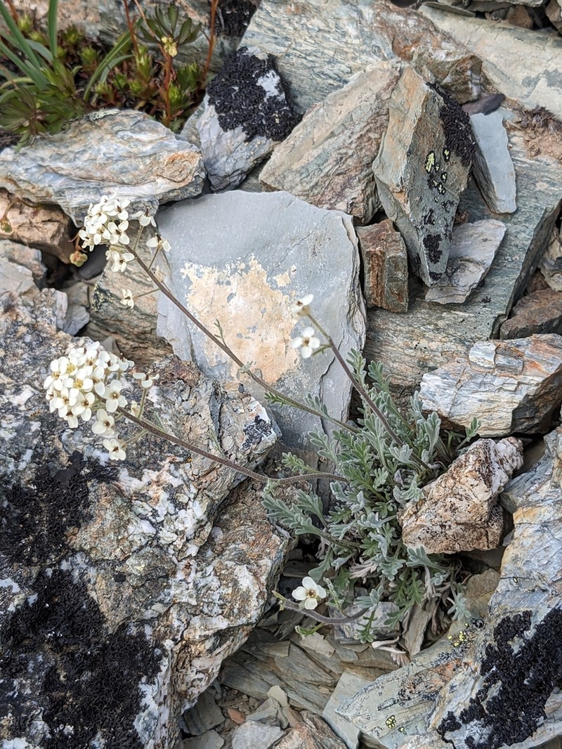 Fernleaf False Candytuft photo 7