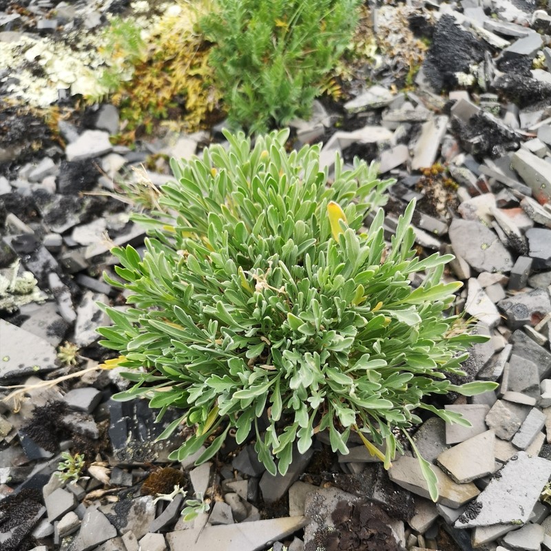 Fernleaf False Candytuft photo 8
