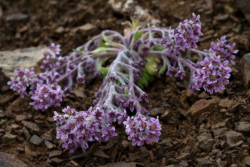 Fernleaf False Candytuft photo 2