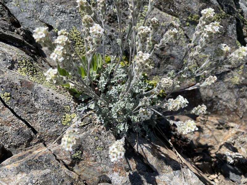 Alpine False Candytuft