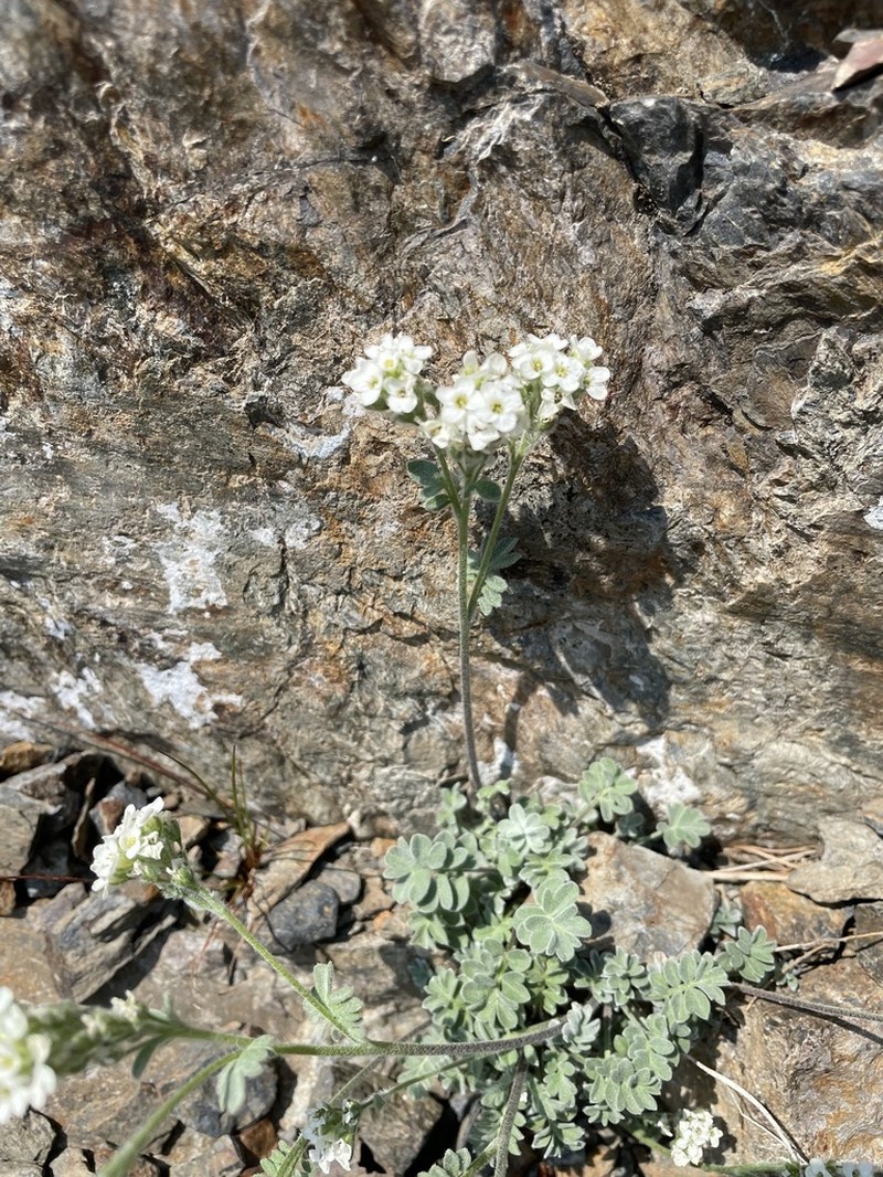 Alpine False Candytuft photo 2