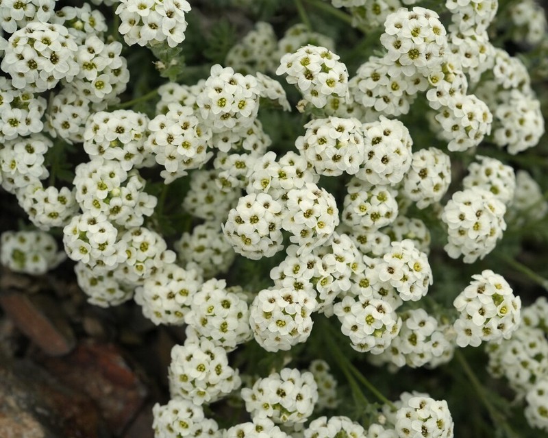 Alpine False Candytuft photo 3
