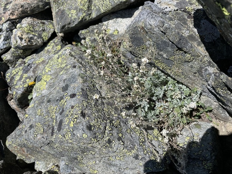 Alpine False Candytuft photo 4