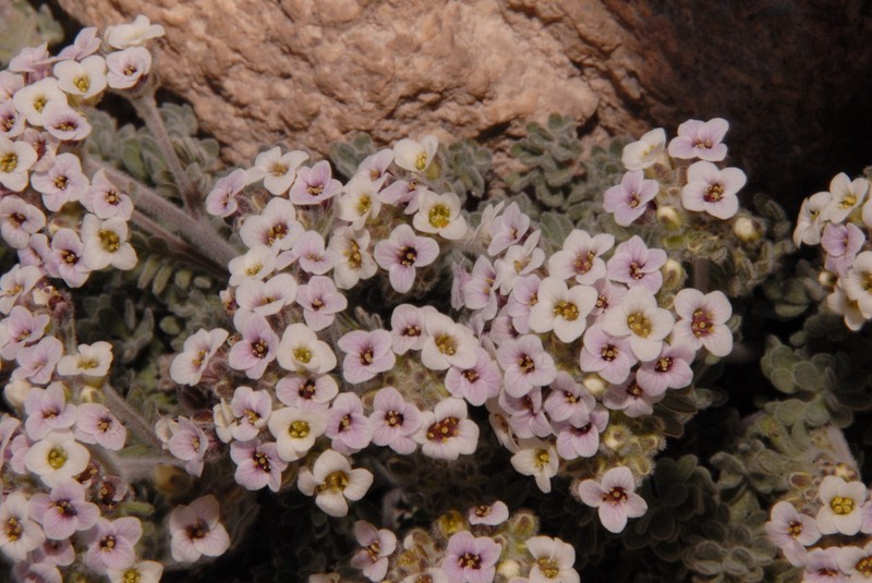 Alpine False Candytuft photo 5