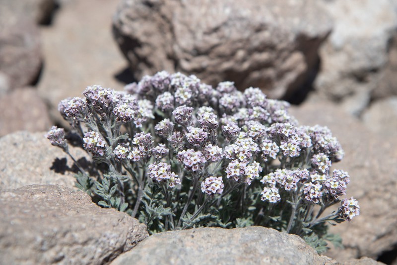 Alpine False Candytuft photo 6