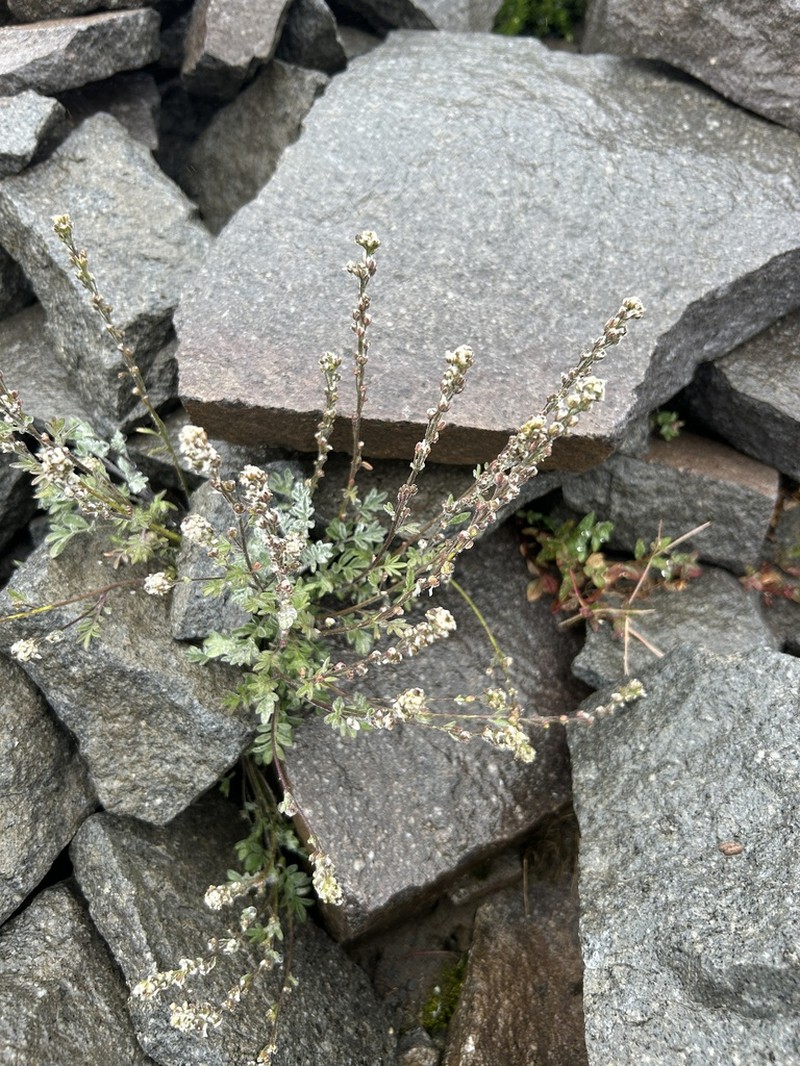 Alpine False Candytuft photo 7