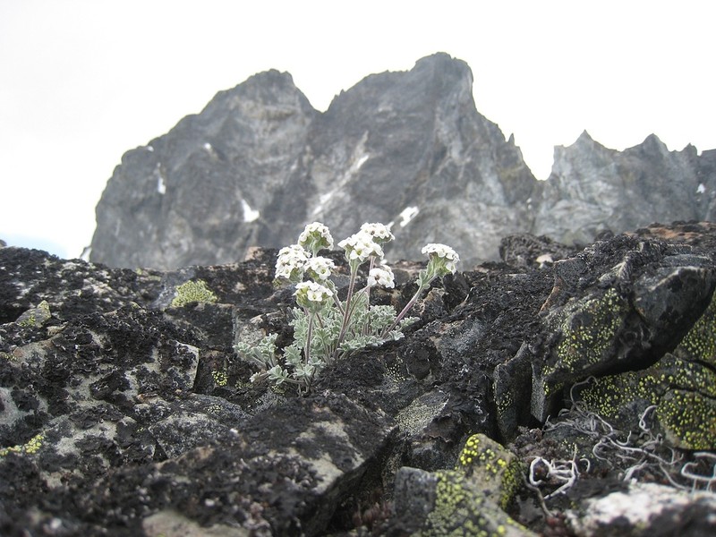 Alpine False Candytuft photo 8