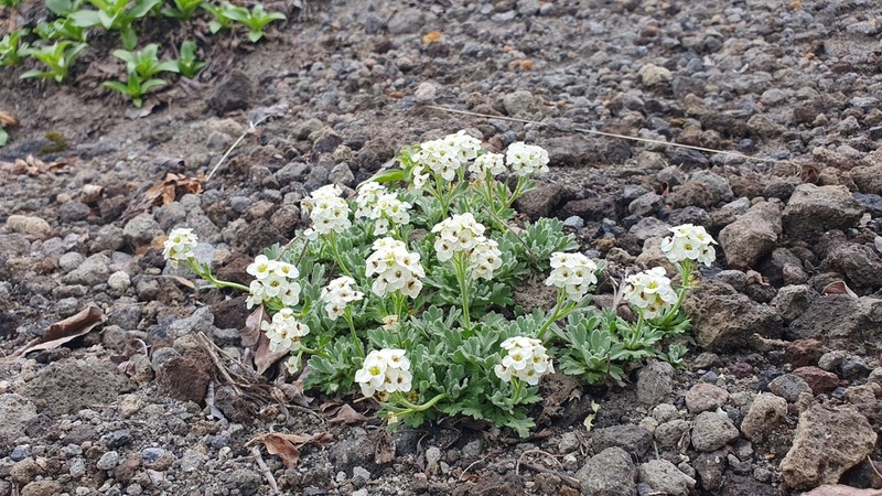 Christolea parryoides photo 2