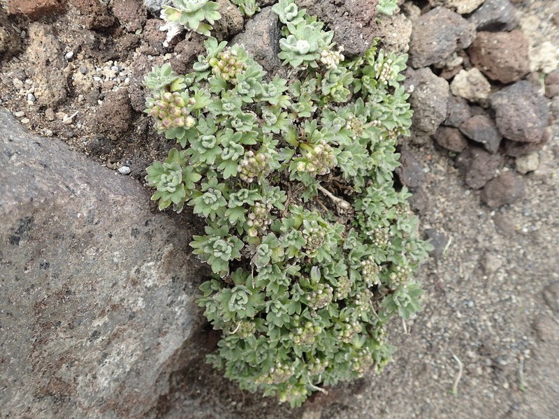Christolea parryoides photo 3