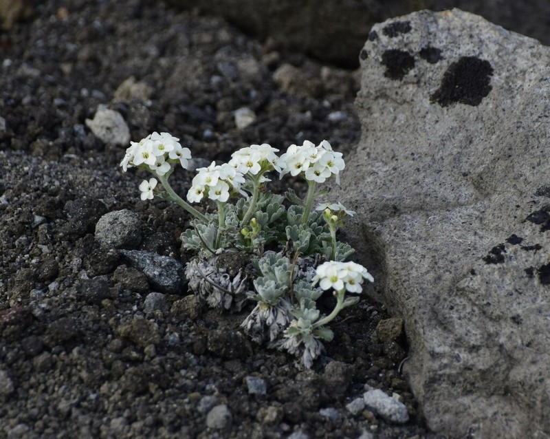 Christolea parryoides photo 5
