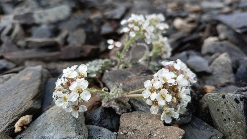 Christolea parryoides photo 7