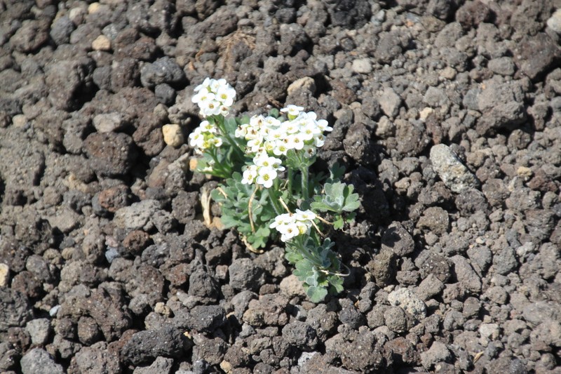 Christolea parryoides photo 8
