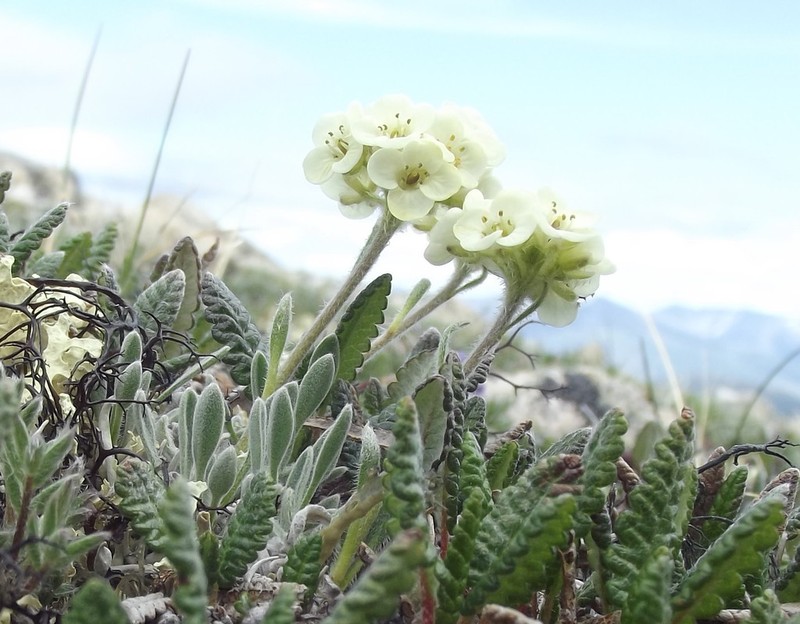 Smelowskia porsildii