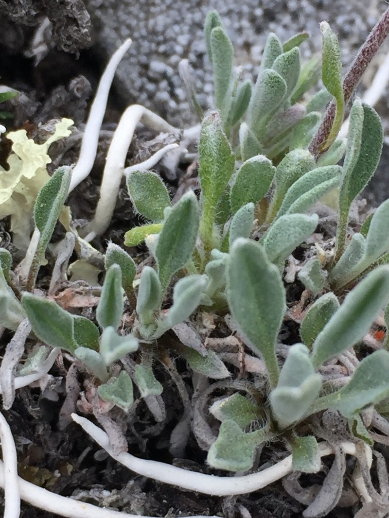 Smelowskia porsildii photo 2