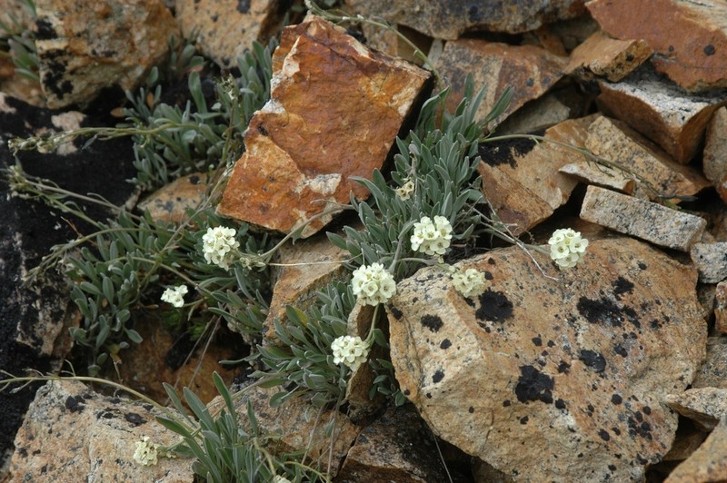 Smelowskia porsildii photo 3