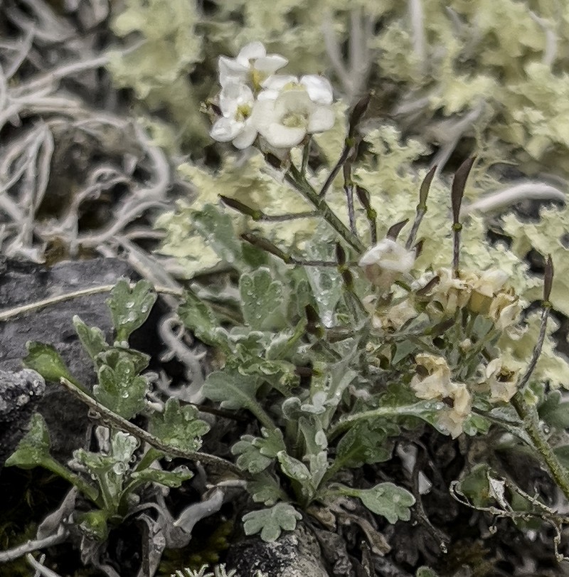 Smelowskia porsildii photo 4
