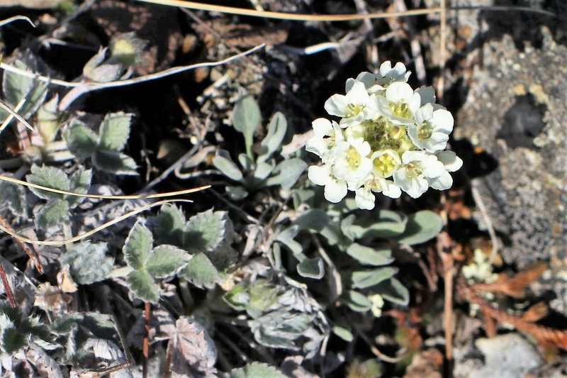 Smelowskia porsildii photo 5