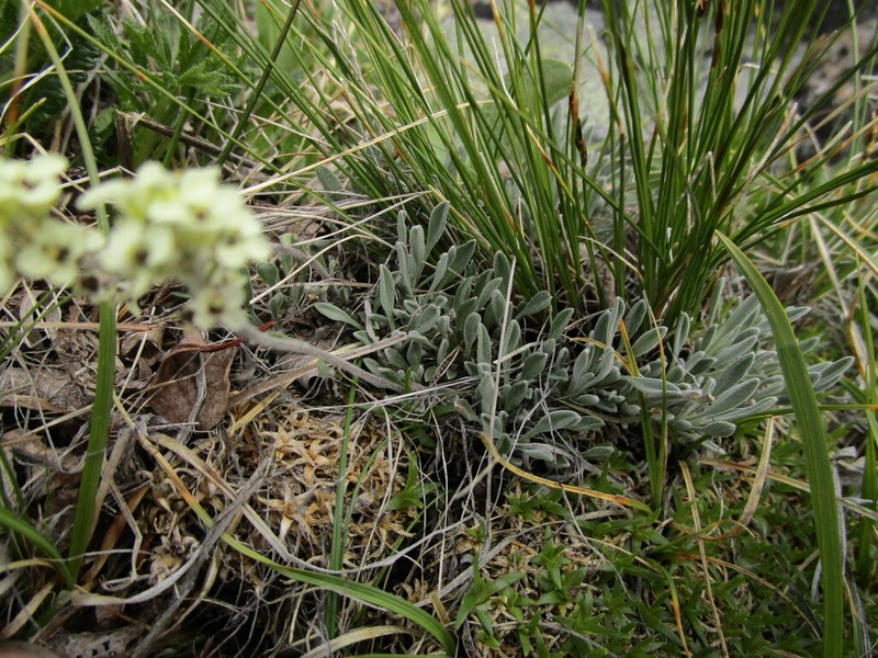 Smelowskia porsildii photo 6
