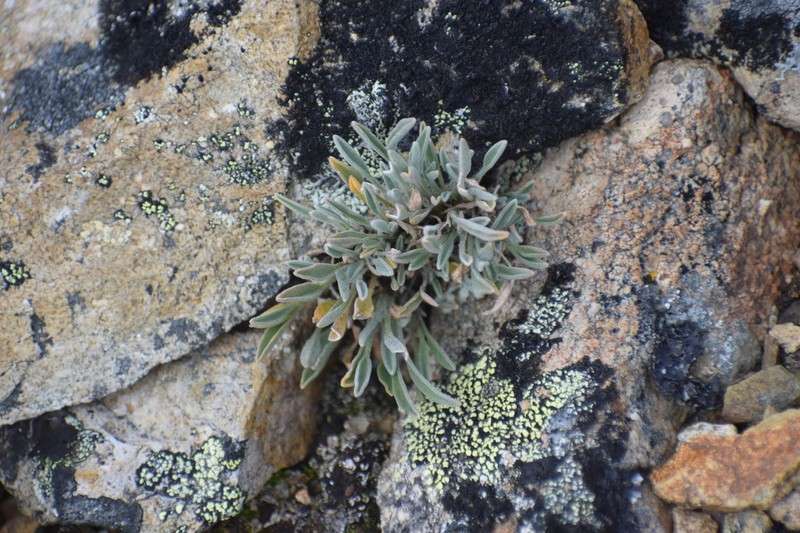 Smelowskia porsildii photo 7