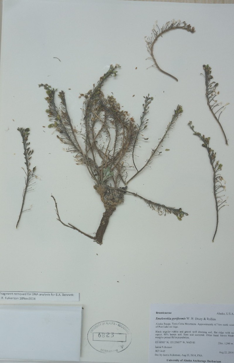 Pearshaped Smelowskia photo 2