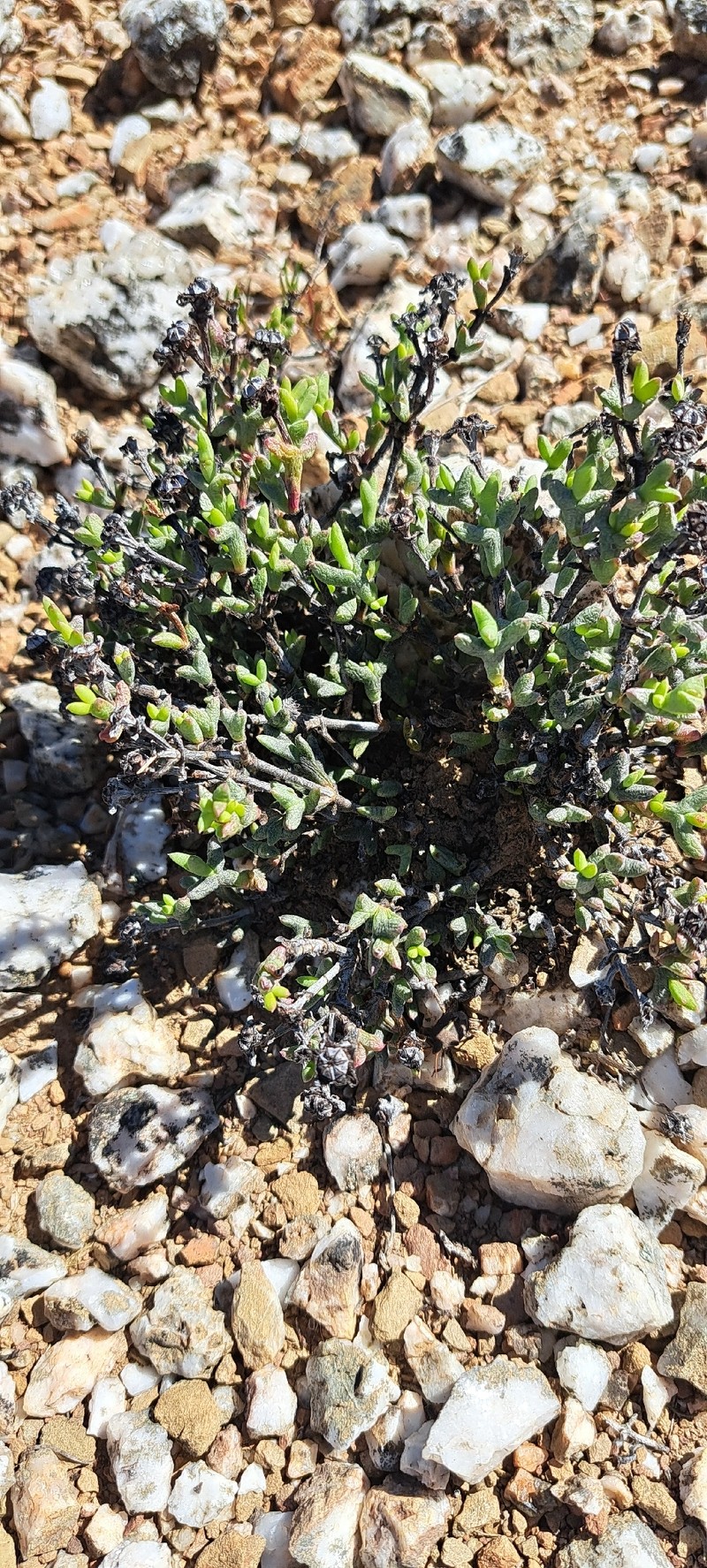 Smicrostigma warmwaterbergense photo 5