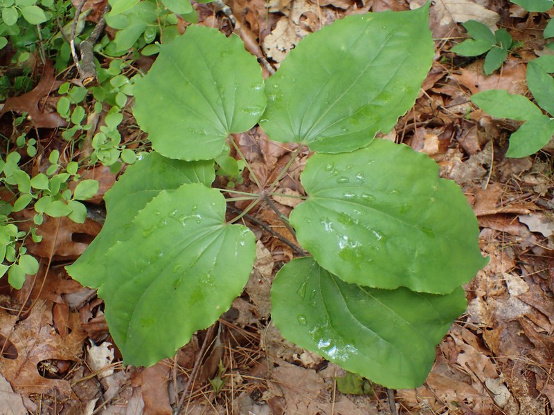 Biltmore's Carrionflower
