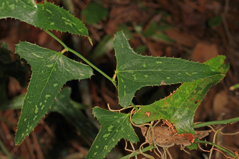 Saw Greenbrier photo 4