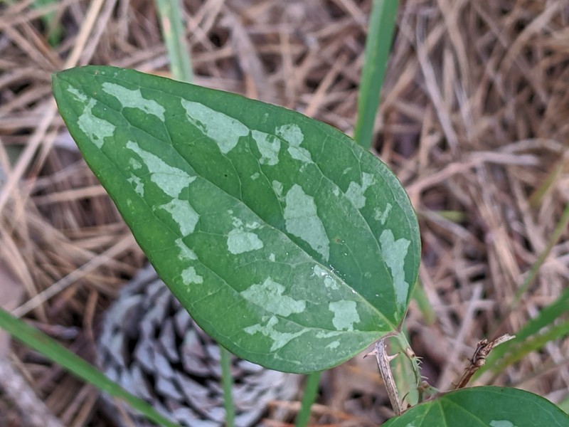 Cat Greenbrier photo 3