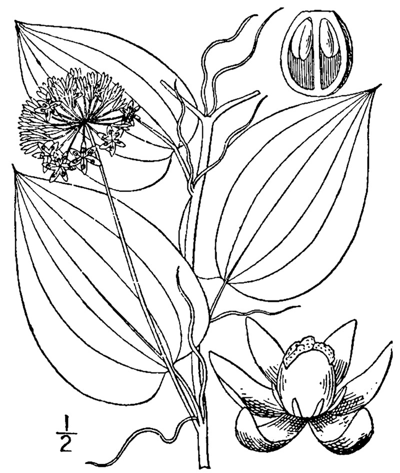 Smooth Carrionflower photo 2