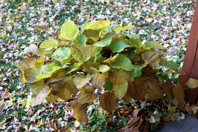 Smooth Carrionflower photo 3