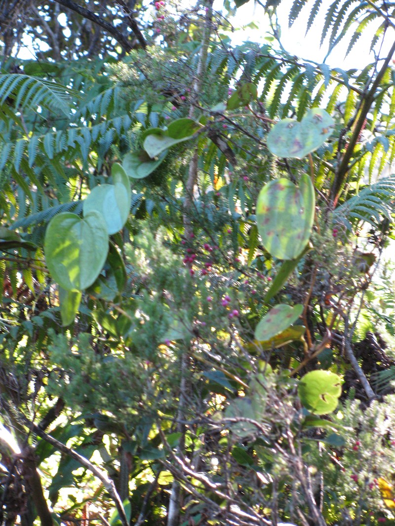 Hawai'I Greenbrier photo 2