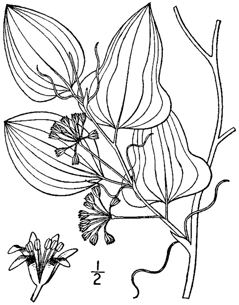 Bamboo Vine photo 2