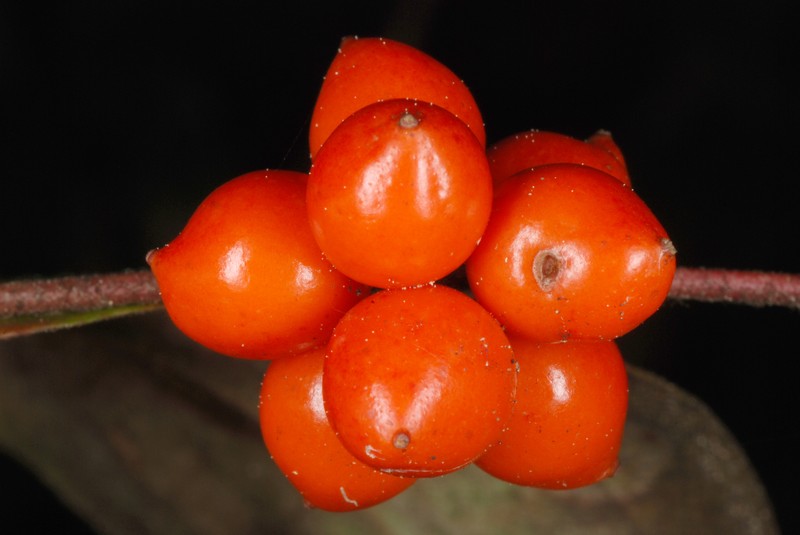 Sarsparilla Vine photo 4