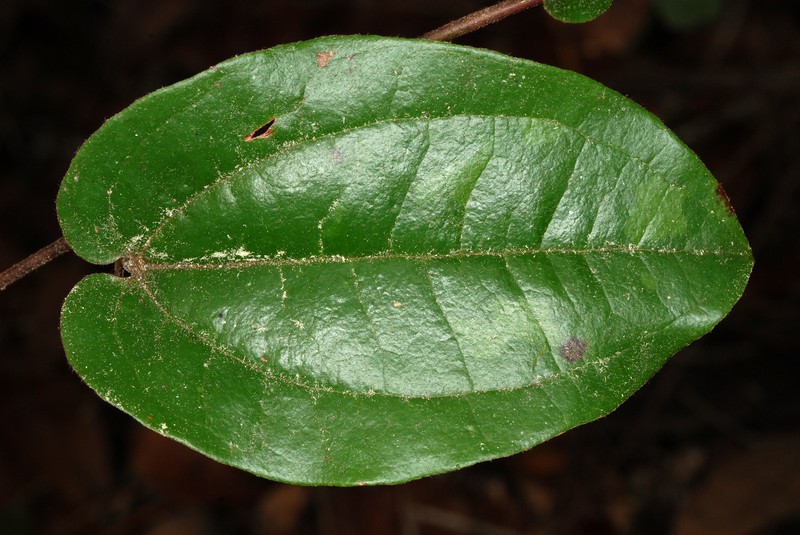 Sarsparilla Vine photo 5