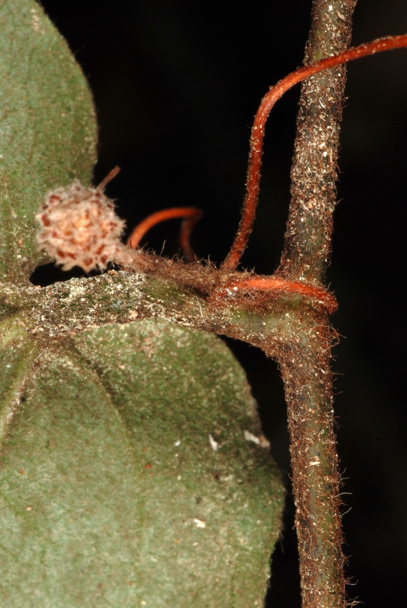 Sarsparilla Vine photo 6