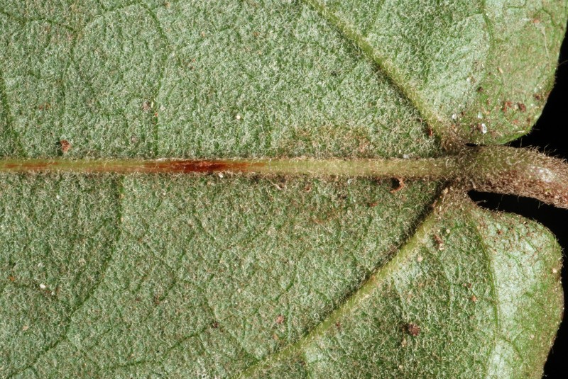 Sarsparilla Vine photo 7