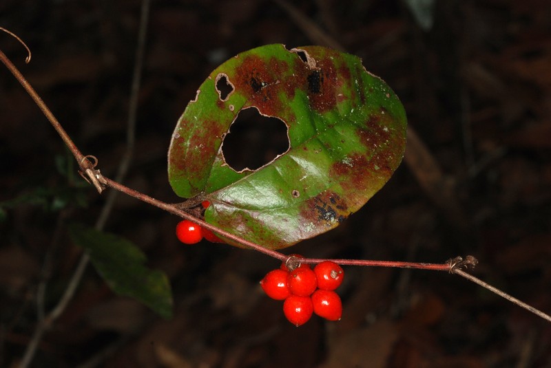 Sarsparilla Vine photo 2