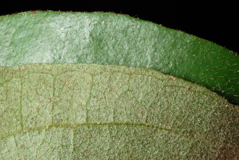 Sarsparilla Vine photo 3