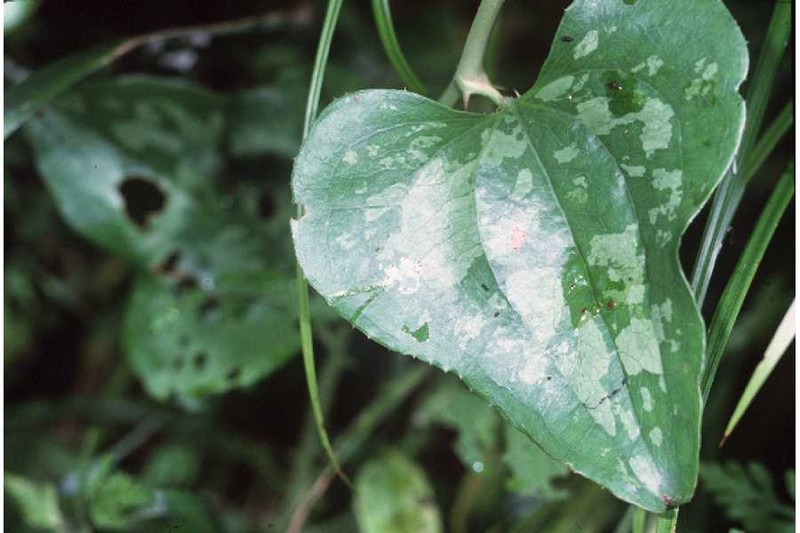 Kidneyleaf Greenbrier