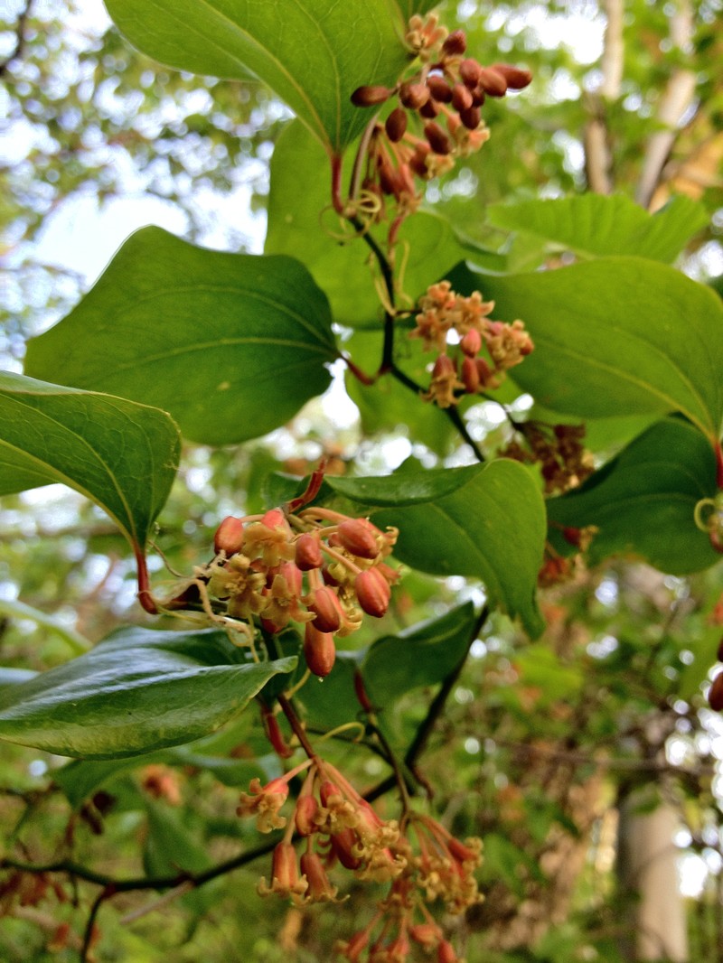 Roundleaf Greenbrier photo 2