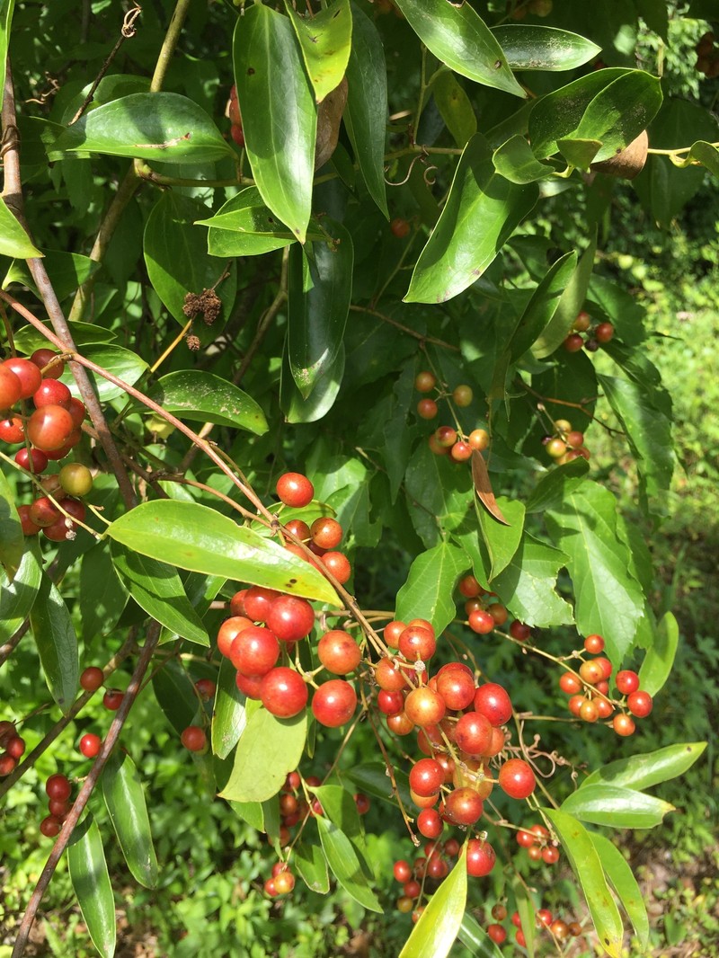 Lanceleaf Greenbrier