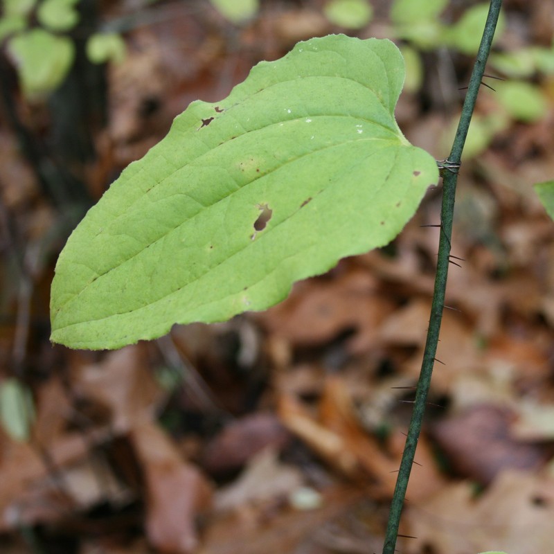 Bristly Greenbrier photo 5