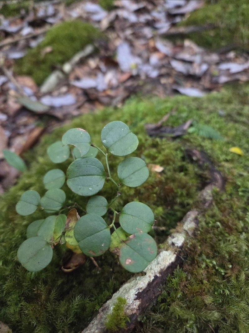 Smilax amamiana
