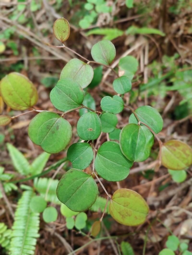 Smilax amamiana photo 2