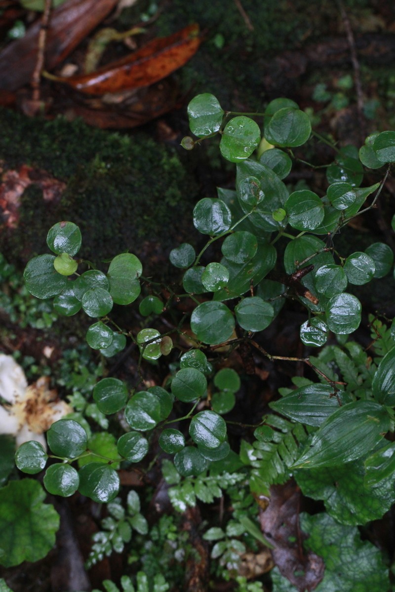 Smilax amamiana photo 4
