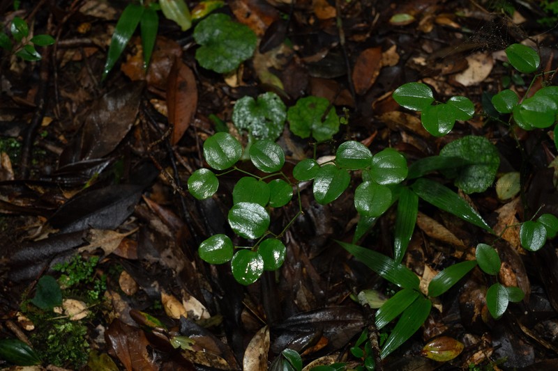 Smilax amamiana photo 5