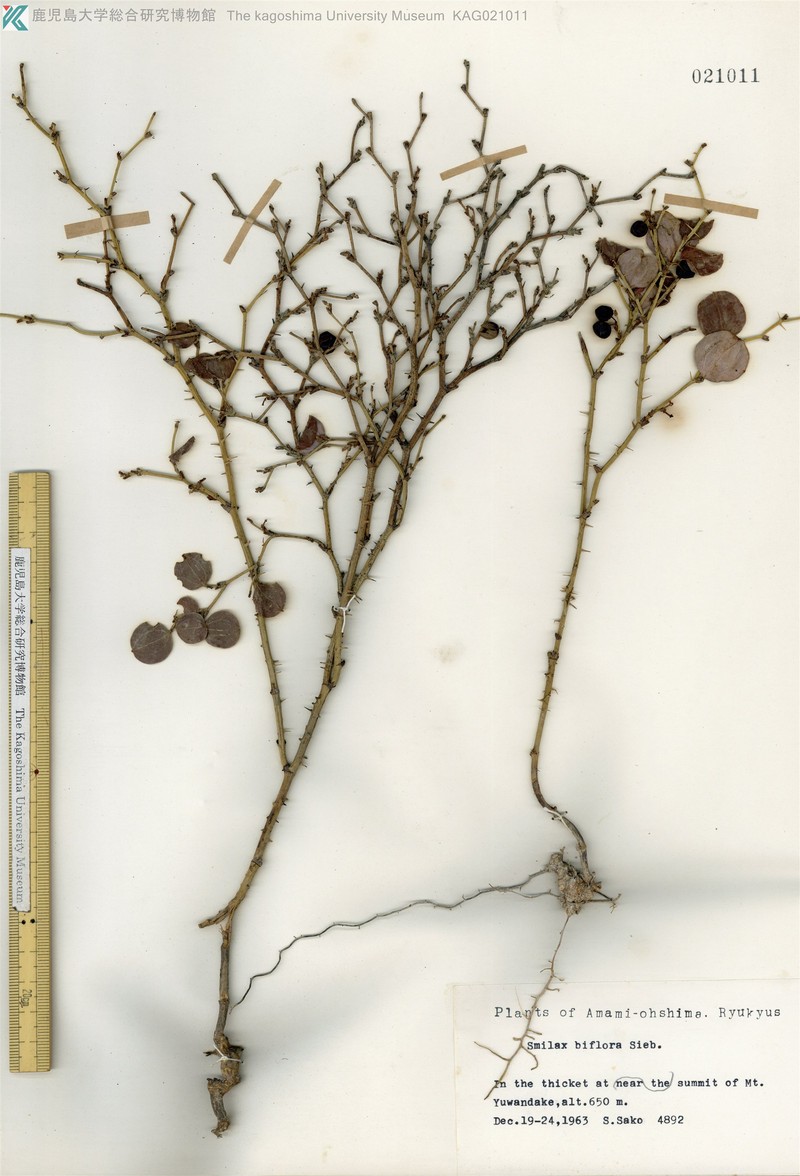 Smilax amamiana photo 6