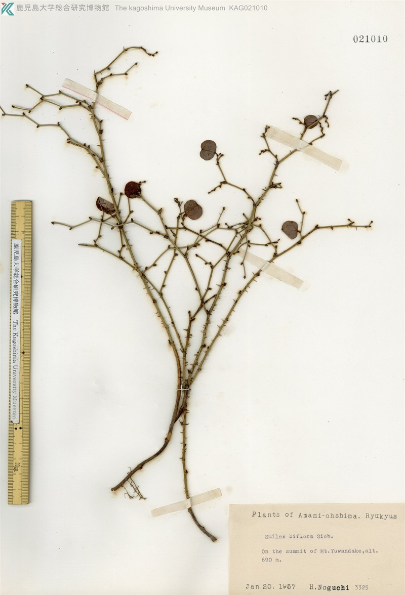 Smilax amamiana photo 7