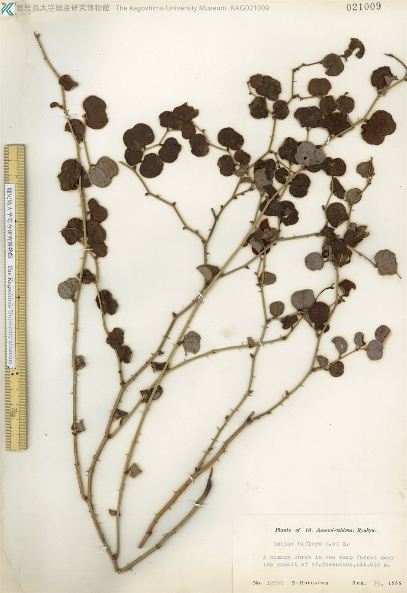 Smilax amamiana photo 8