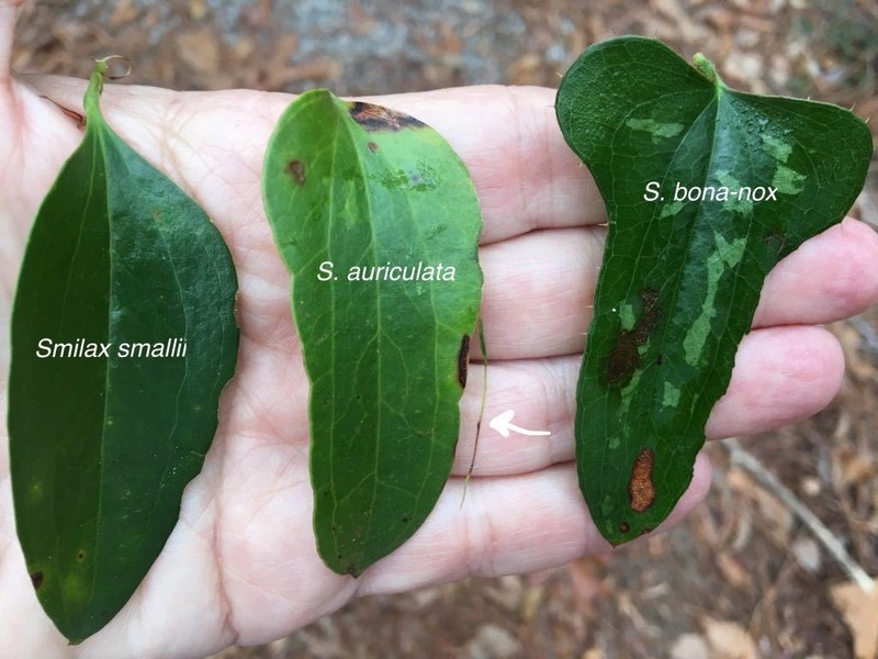 Earleaf Greenbrier photo 3